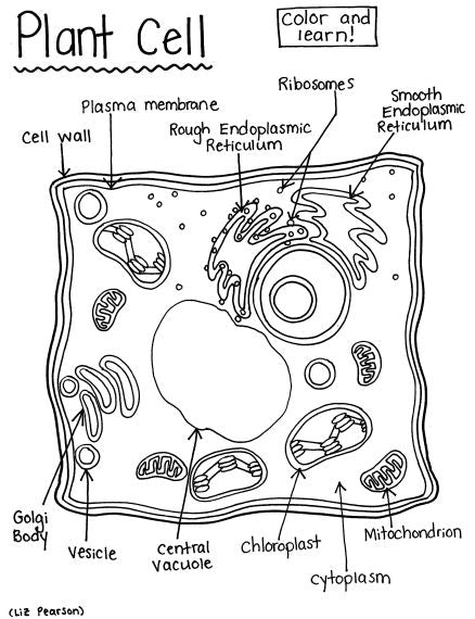 Plant Cell - Printable Coloring Page - Educational &  Teaching ...