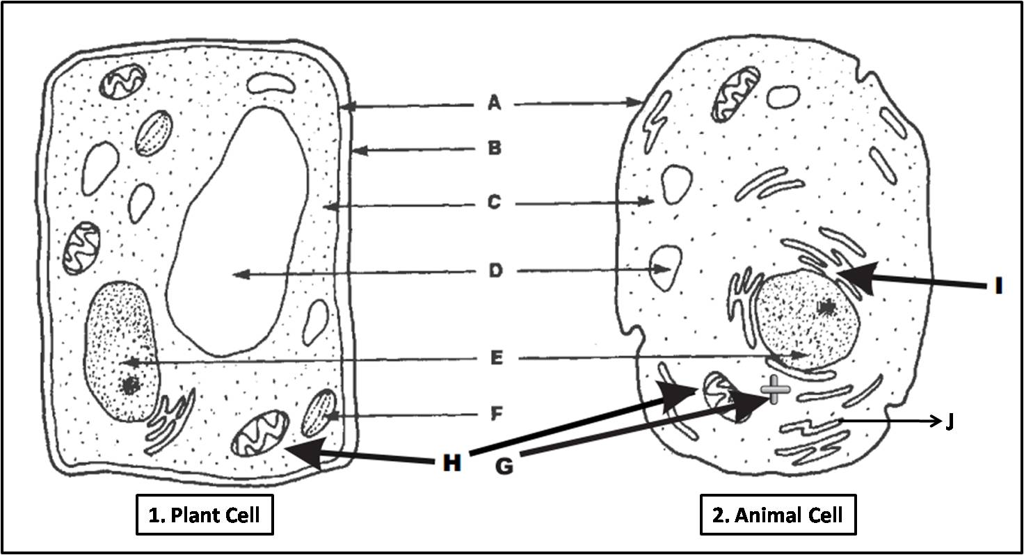 animal and plant cell labeling worksheet answers