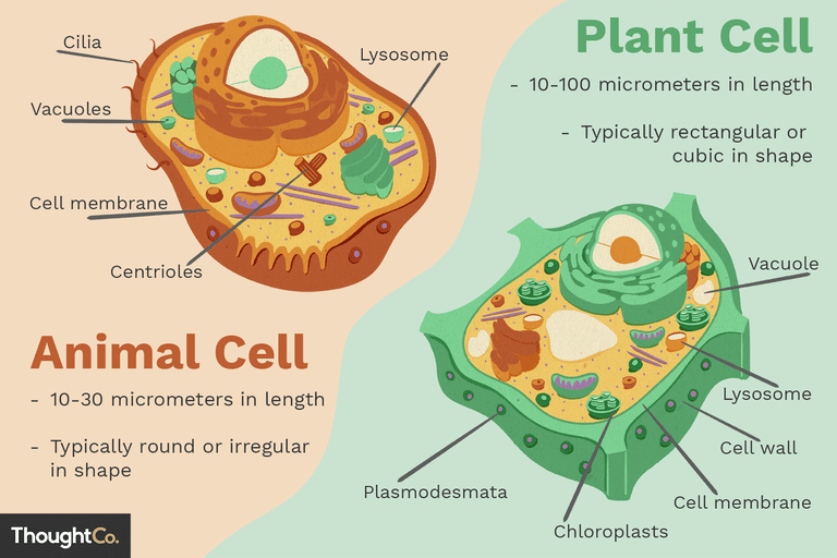 animal and plant cell labeling worksheet answers