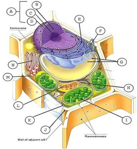 animal and plant cell labeling worksheet answers
