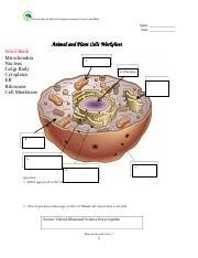 animal and plant cells worksheet answer key