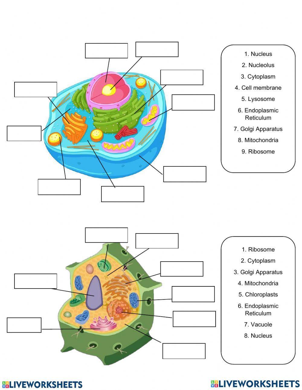 animal and plant cells worksheet answers
