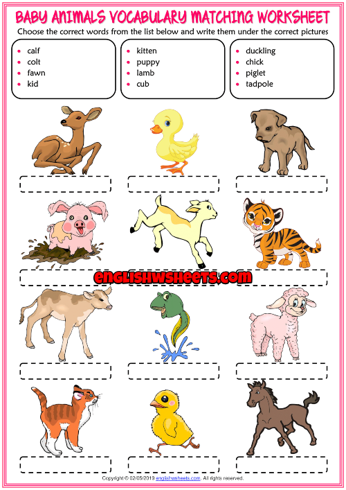 animal baby worksheet