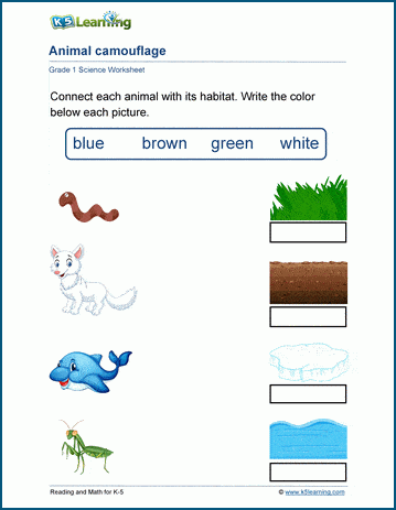 animal camouflage worksheet