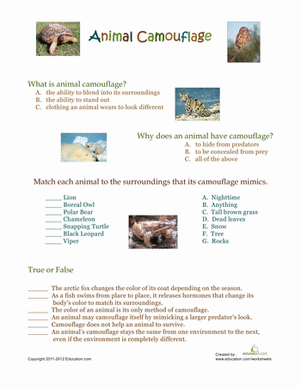 animal camouflage worksheet