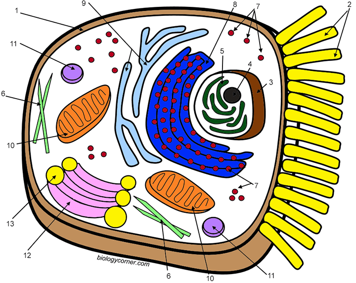 animal cell coloring key labeled