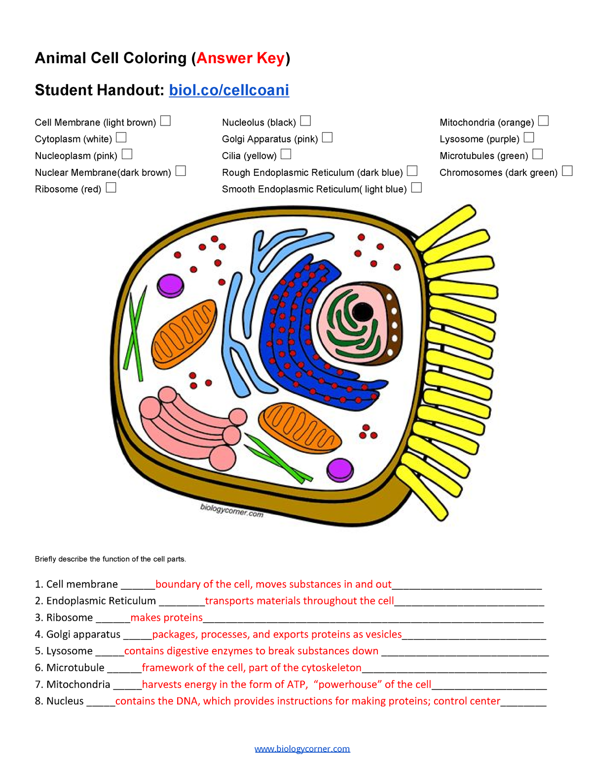 Animal cell functions Animal Cell Coloring (Answer Key) Student