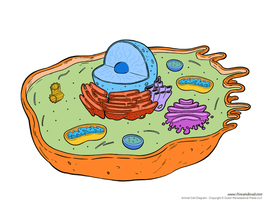 animal cell coloring key labeled
