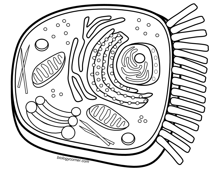 animal cell coloring key labeled