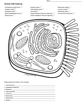 Animal Cell Coloring