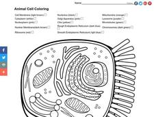 Animal Cell Coloring Worksheet for All Grades | Lesson Planet