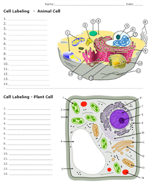 animal cell diagram worksheet