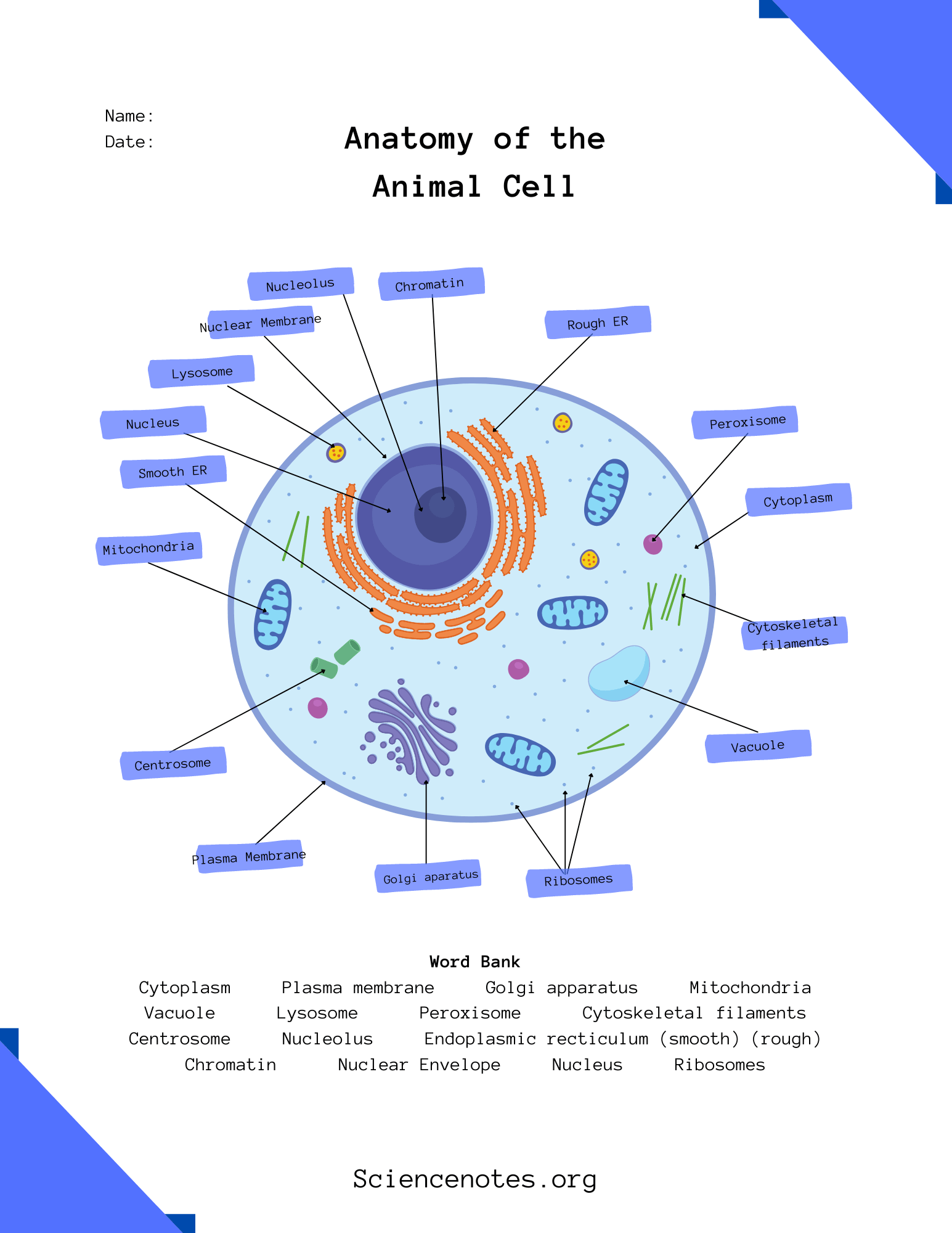 animal cell diagram worksheet