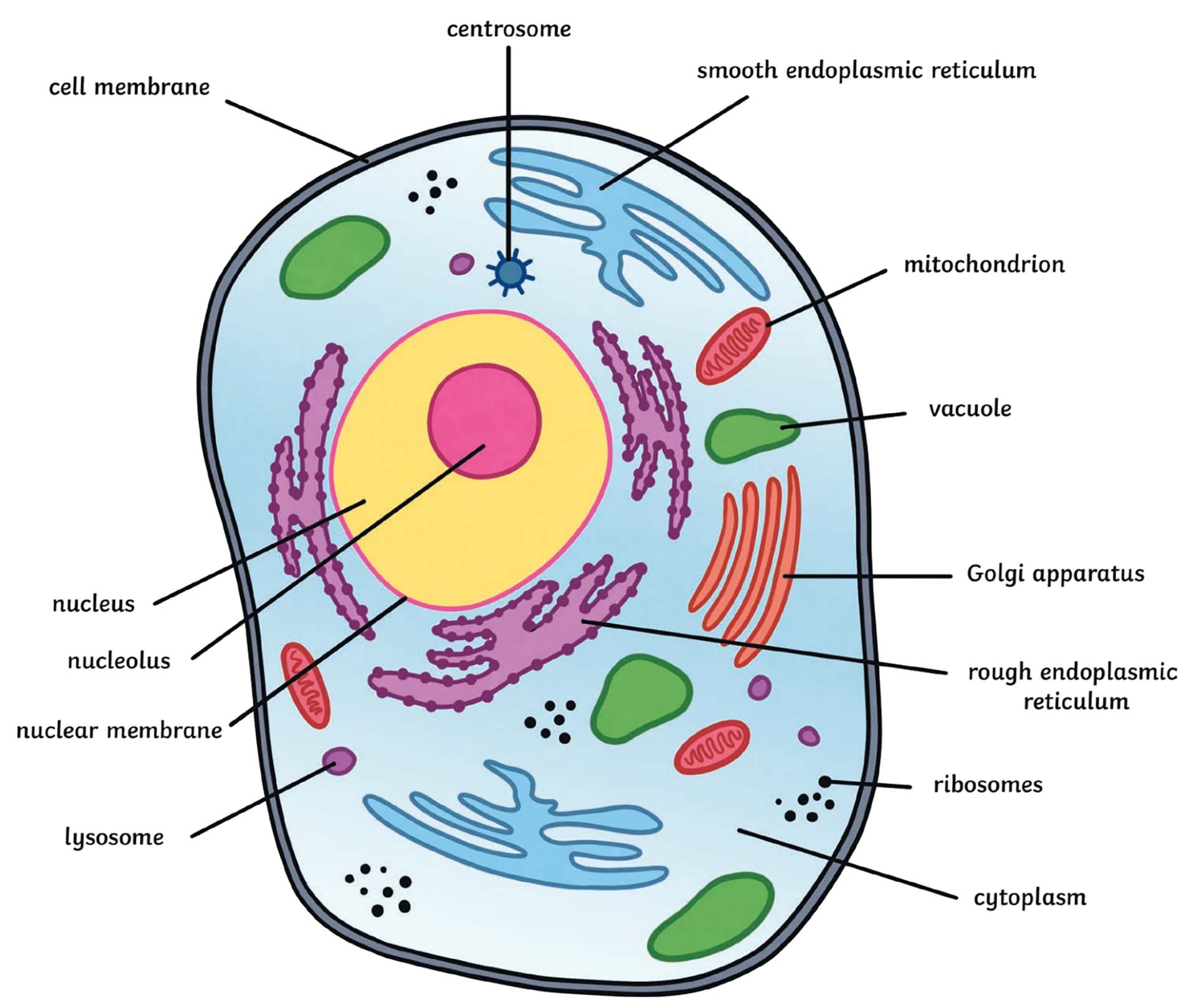 What is an Animal Cell? | Definition and Functions | 