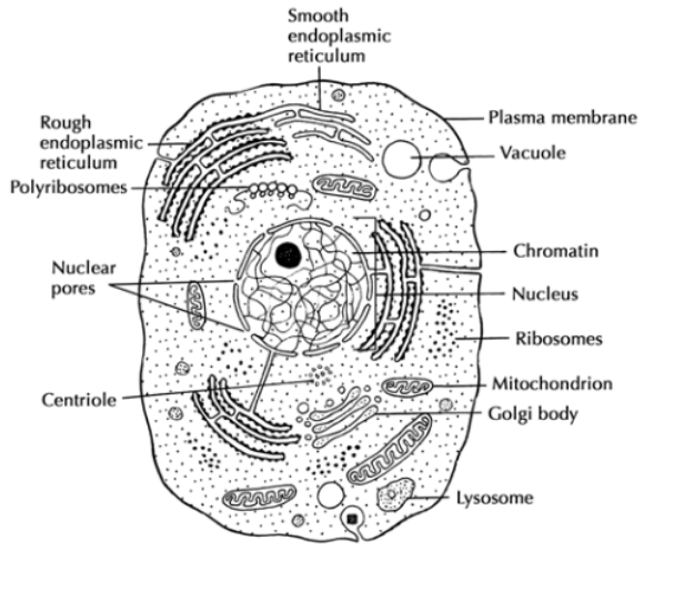 animal cell diagram