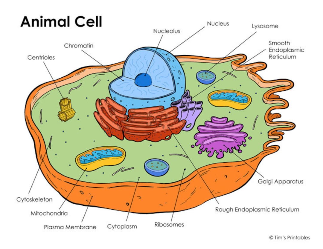 Animal Cell Diagram PDF   UK