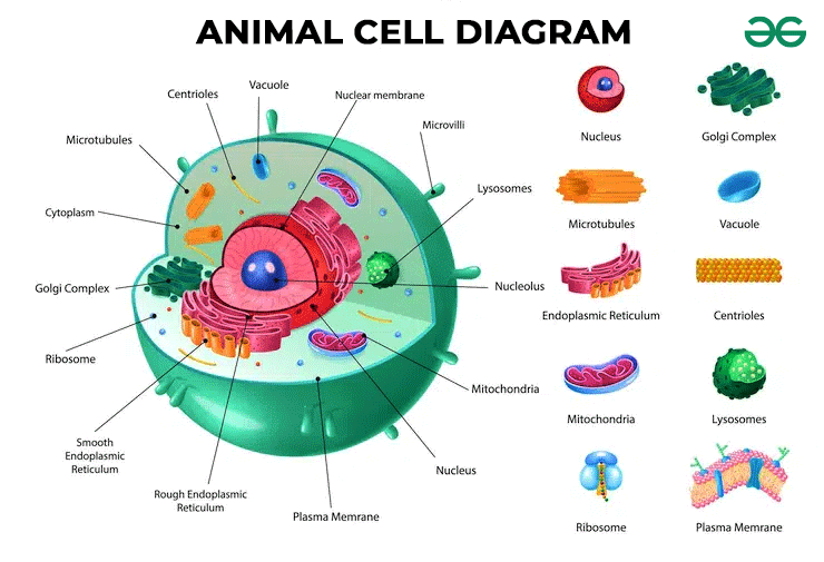 Animal Cell - Structure, Function, Diagram, and Types