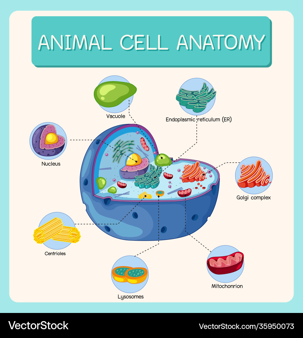 animal cell diagram