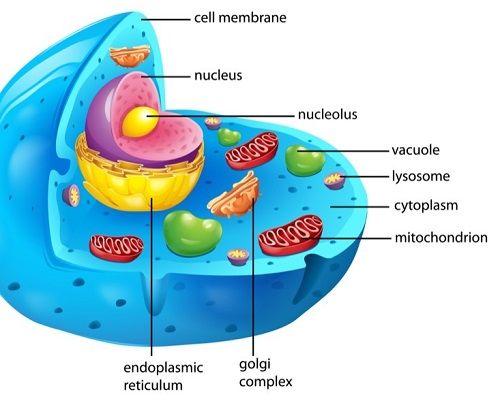 Cell Parts and Functions Study Guide - Alyvea.com