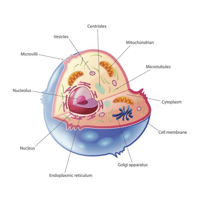 A Quick Guide to the Structure and Functions of the Animal Cell ...