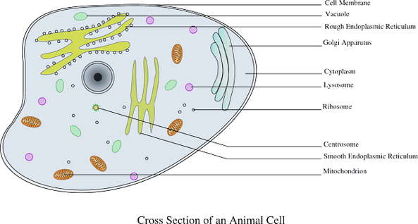 The Complete Guide to Animal Cells · PrepScholar