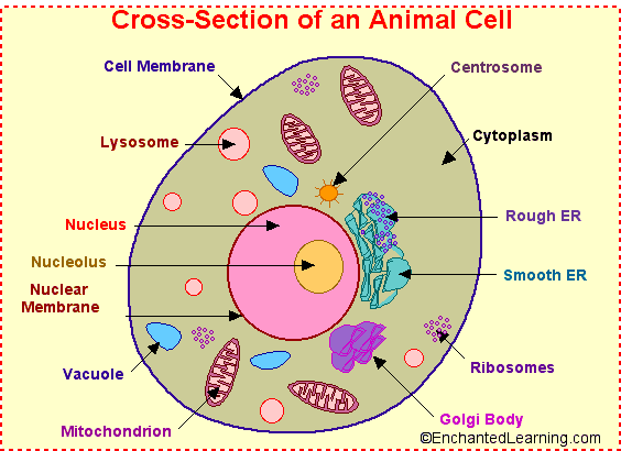 Animal Cell Diagram &  Anatomy - Enchanted Learning