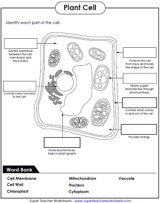 Animal and Plant Cell Worksheets