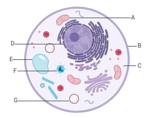 Plant and Animal Cells to Label