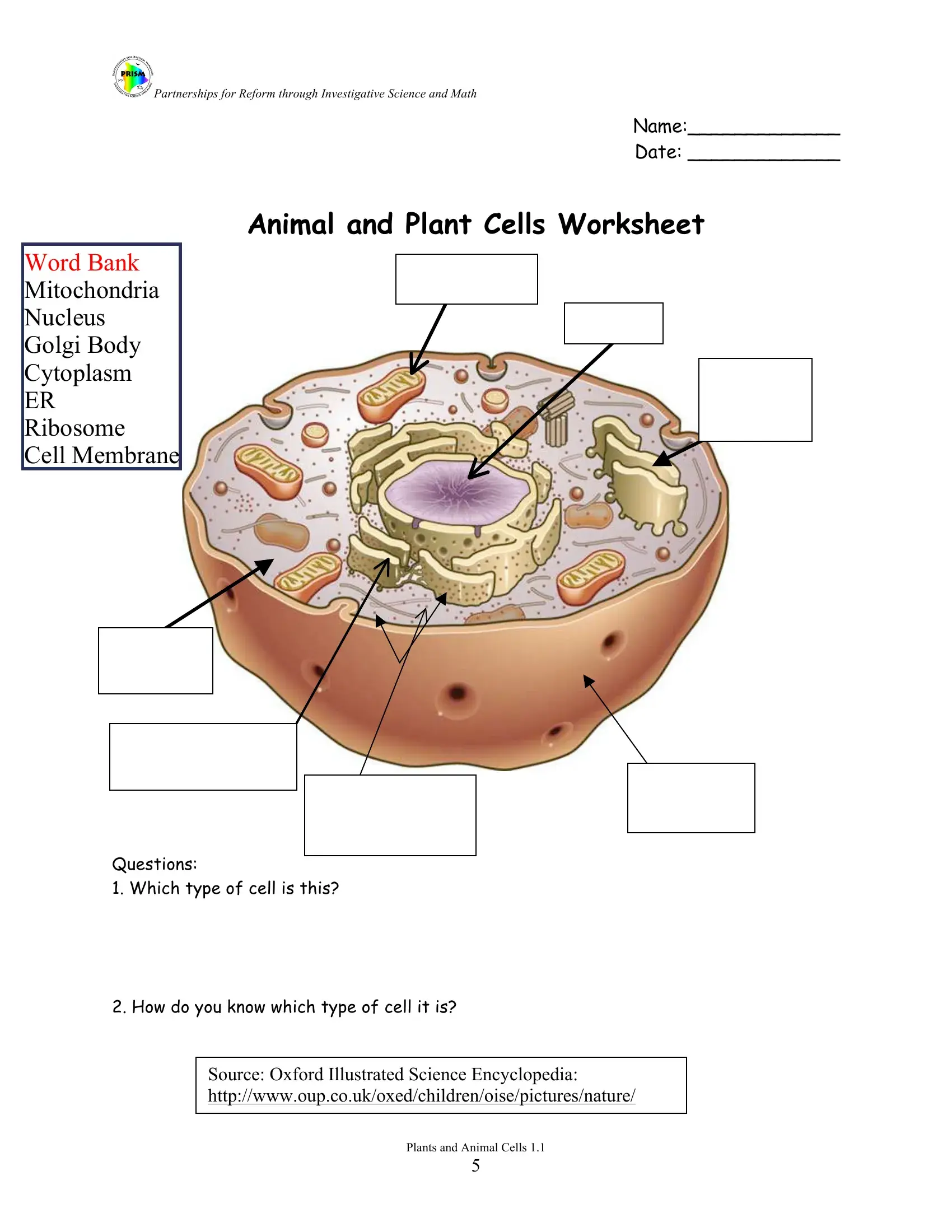 animal cell worksheet answer key