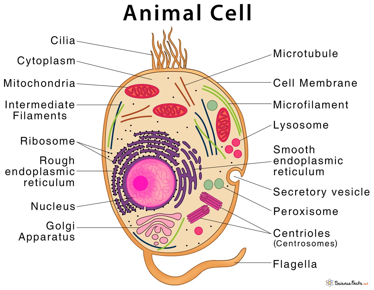 Animal Cell - Structure, Parts, Functions, Types With Diagram