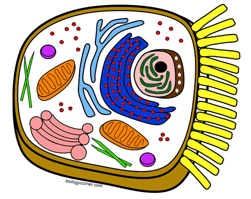 Color the Cell and Learn the Functions of the Organelles