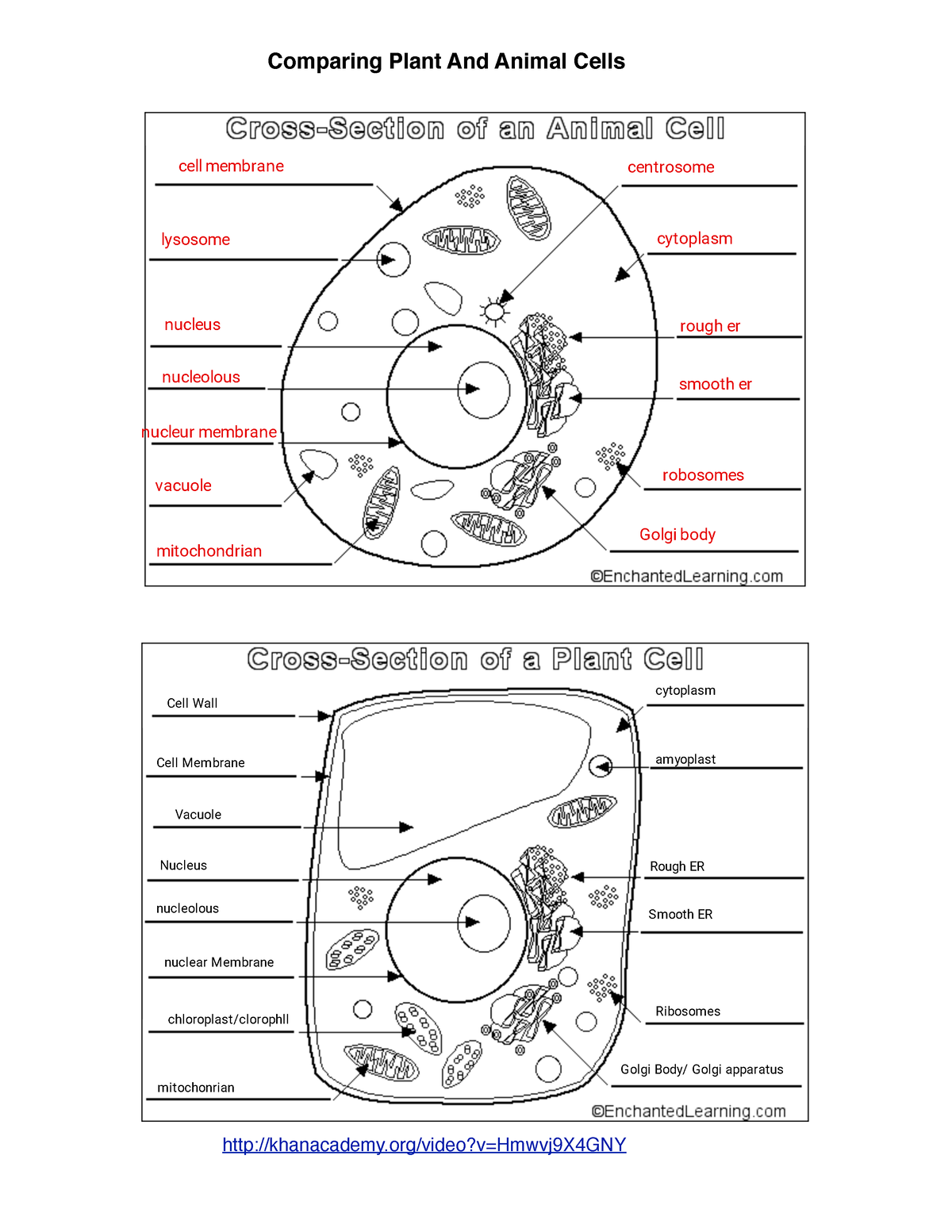 Kami Export Evelyn Hoffmann Plant Animal Cell Diagrams 