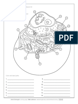 animal cell worksheet answers