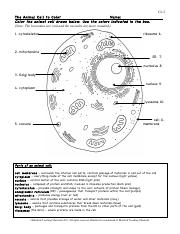 animal cell worksheet answers