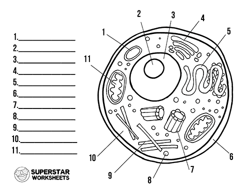 animal cell worksheet answers