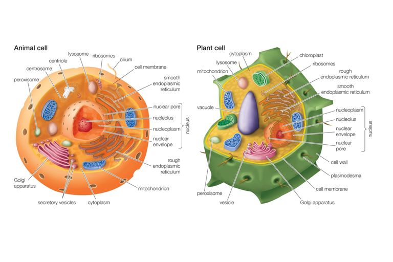 animal cell worksheet answers