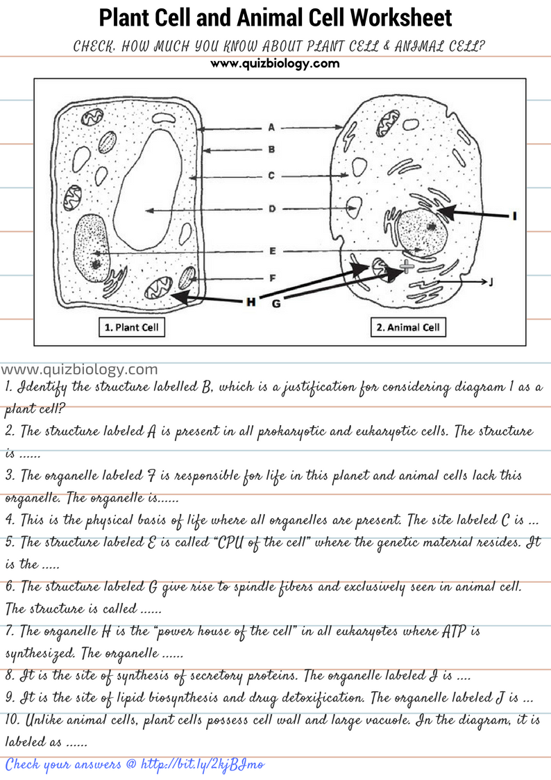 animal cell worksheet answers