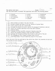 animal cell worksheet answers