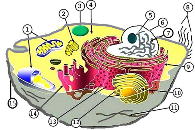 animal cell worksheet labeling
