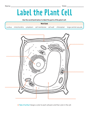 Label the Plant Cell: Level 1 | Interactive Worksheet 
