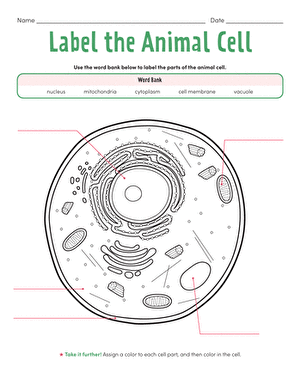 Label the Animal Cell: Level 1 | Worksheet 
