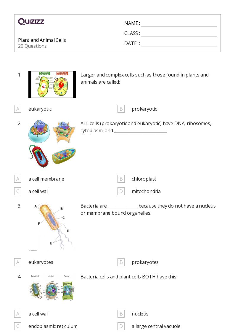 50+ plant and animal cell worksheets for 10th Year on Quizizz ...