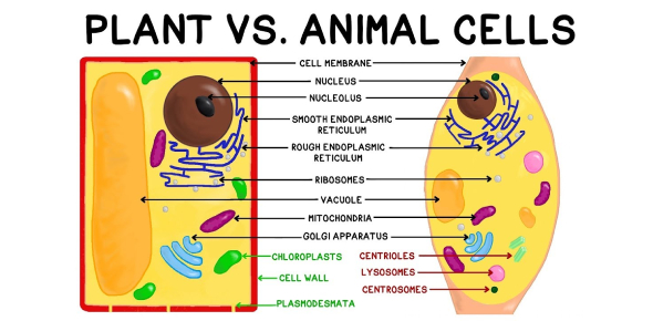 animal cells vs plant cells worksheet