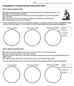 animal cells vs plant cells worksheet
