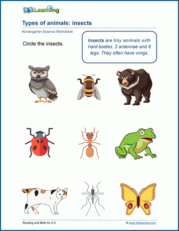 animal classification worksheet for preschoolers