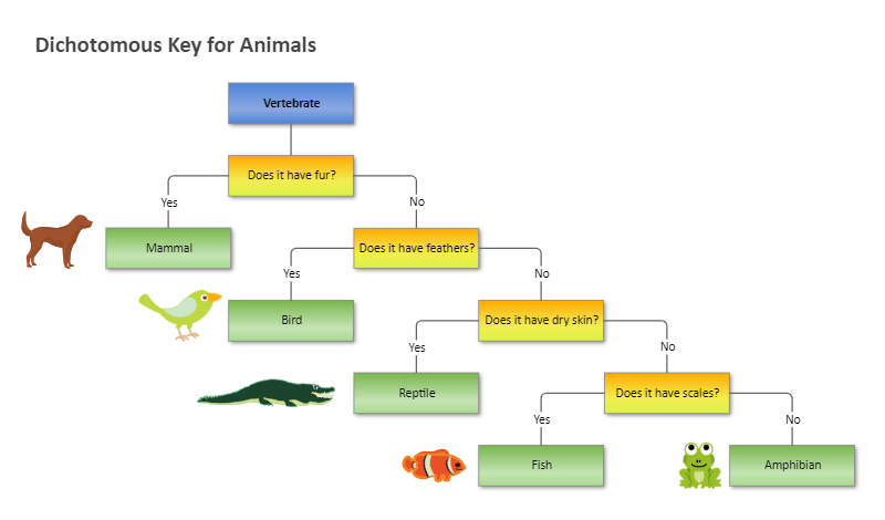 animal dichotomous key worksheet