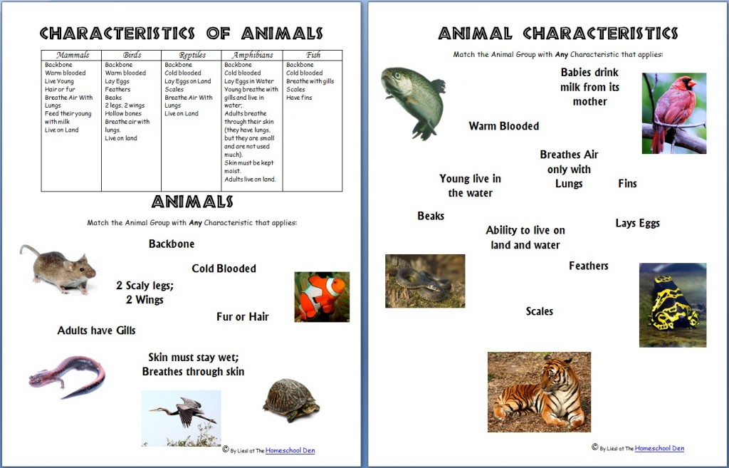 animal grouping worksheet