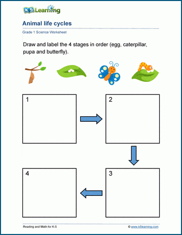 animal life cycles worksheet