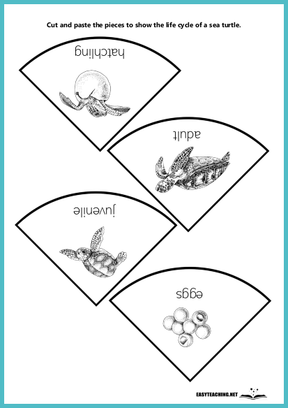 animal life cycles worksheet