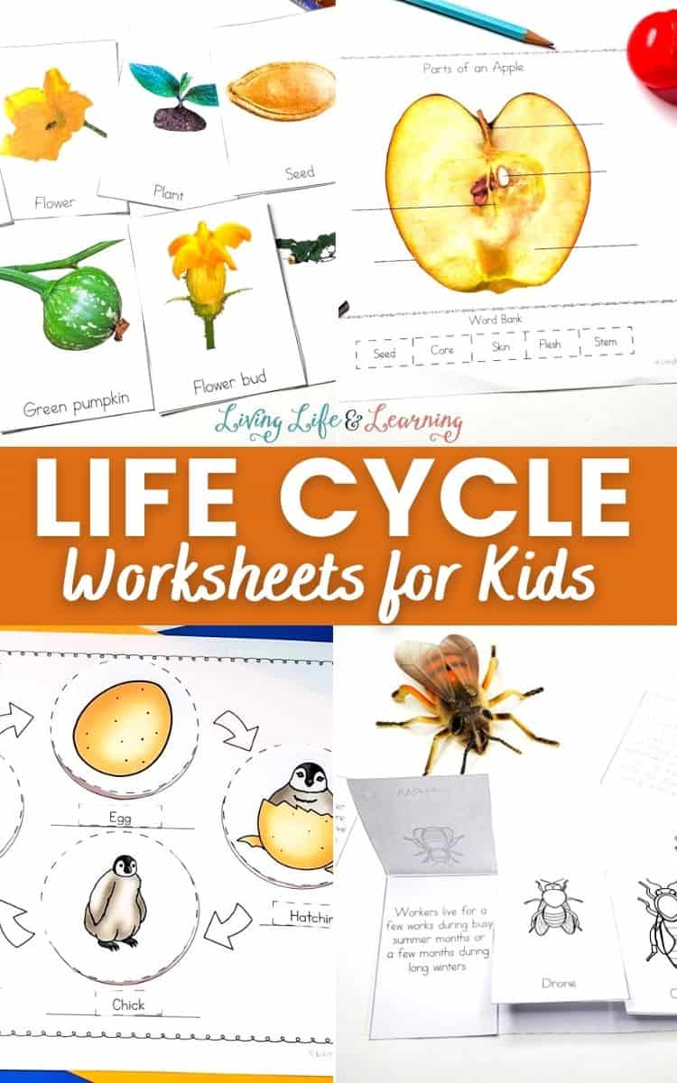 animal life cycles worksheet